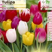 Tulipe triomphe en mlange